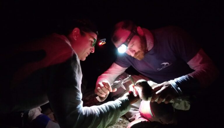 Μελέτη και ταυτοποίηση Μύχων από την Ελληνική Ορνιθολογική Εταιρεία Μελέτη (Πηγή: Δεναξά Βίκυ/ WWF Ελλάς)