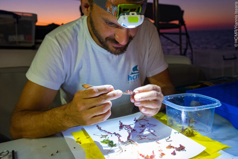 Ταυτοποίηση φυτοβένθους ΘΠΠ Γυάρου από το ΕΛΚΕΘΕ (Πηγή: Γ. Ίσσαρης/ ΕΛΚΕΘΕ)