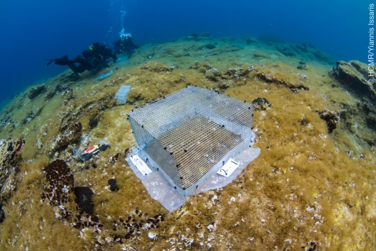 Μελέτη και συντήρηση των υποβρυχίων πειραματικών κλωβών υπερβόσκησης του φυτοβένθους από το ΕΛΚΕΘΕ και το WWF Ελλάς (Πηγή: Γ. Ίσσαρης /ΕΛΚΕΘΕ)