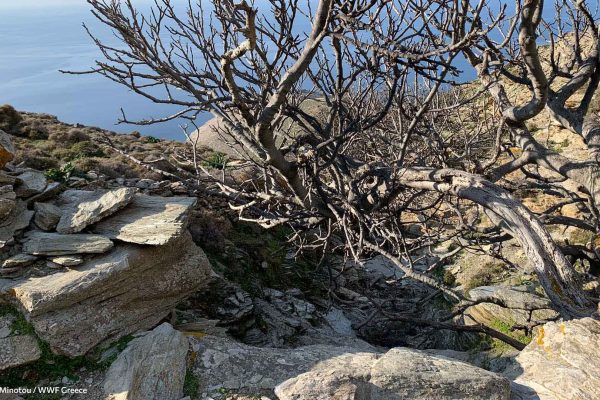 Θέα προς τα ΒΔ και βλάστηση από τον οικισμό