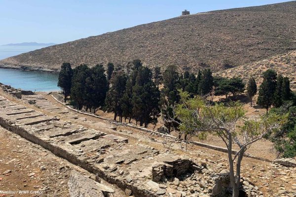 Το αλσύλλιο με τα κυπαρίσσια του καταυλισμού στον όρμο των φυλακών