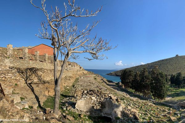 Η βλάστηση την άνοιξη του όρμου των φυλακών