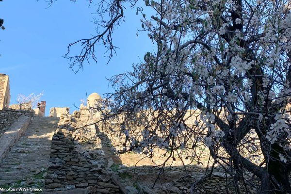 Η ανθισμένη αμυγδαλιά στη σκάλα προς τις φυλακές