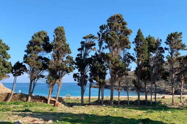 Τα κυπαρίσσια που αντιστέκονται