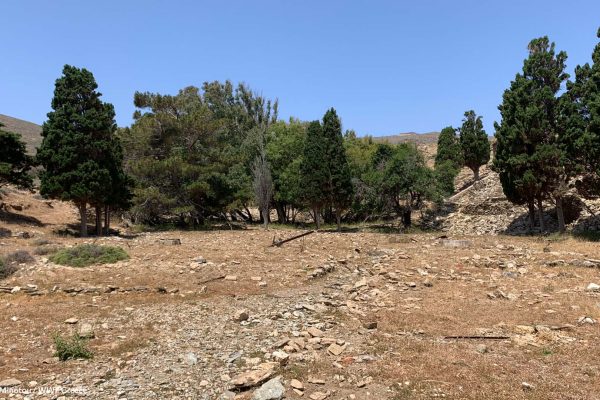 Συστάδα δέντρων στο μήκος της ρεματιάς