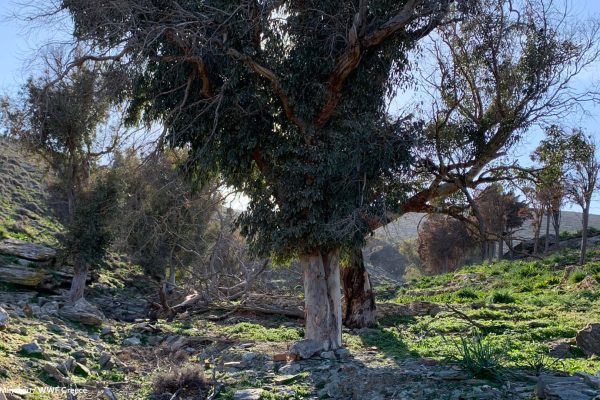 Ευκάλυπτοι και κυπαρίσσια