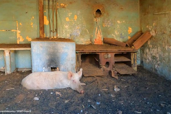 17. Νοσοκομείο-13