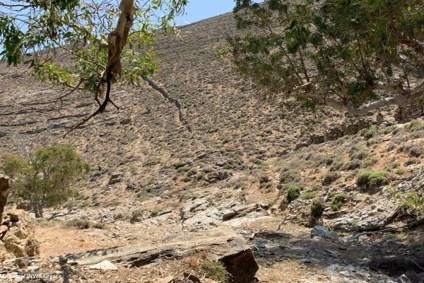 Ξερολιθιές στα πρανή και ευκάλυπτοι κατά μήκος της ρεματιάς