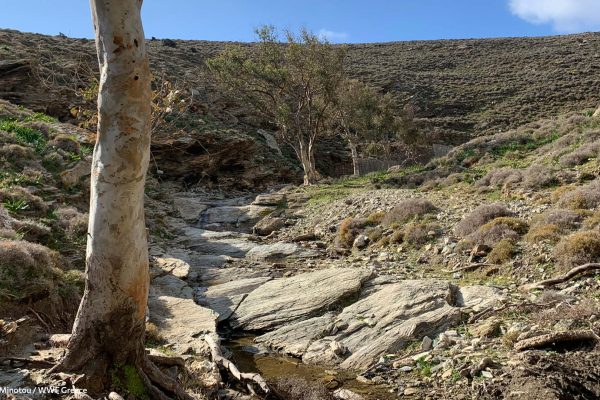 Δενδροστοιχία ευκαλύπτων στην ρεματιά