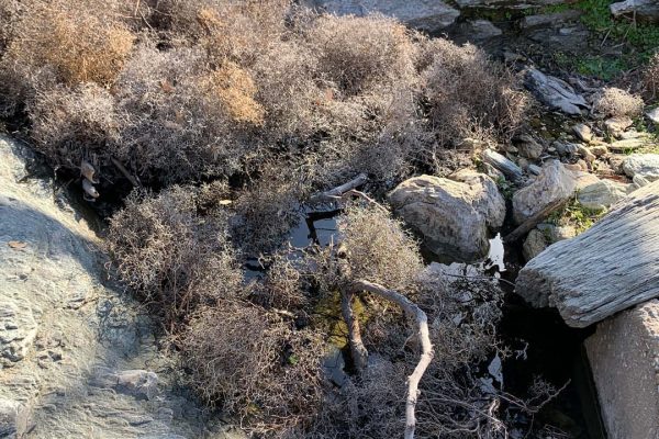 Βλάστηση και νερό κατά μήκος της ρεματιάς στις αρχές του καλοκαιριού