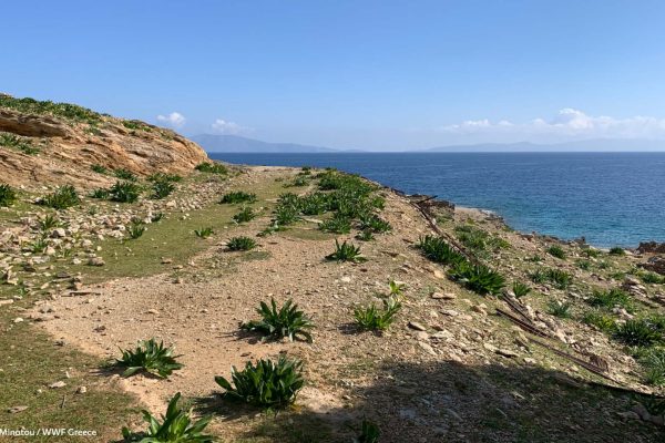 Ασφόδελοι στον δρόμο την άνοιξη