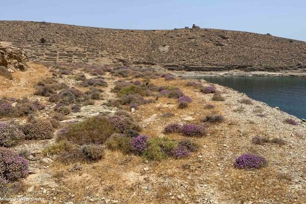 Θυμάρια κατά μήκος του δρόμου το καλοκαίρι