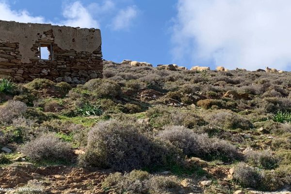 Ερείπια, θαμνώδης βλάστησης και αιγοπρόβατα