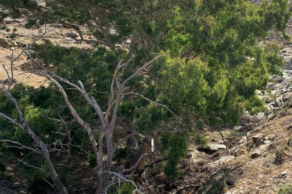 Ο ευκάλυπτος του 2ου όρμου