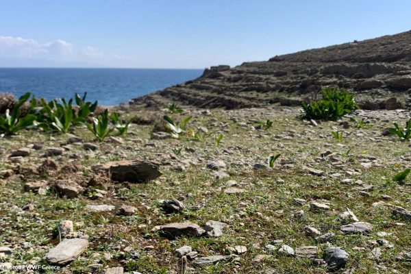 Πετρώδες έδαφος και βλάστηση
