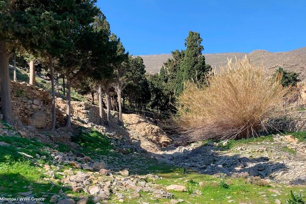 Το αλσύλλιο με τα κυπαρίσσια