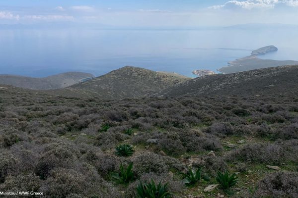 Το τοπίο της Γυάρου και το γλαρονήσι