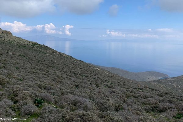 Η βλάστηση στα πρανή και ο ορίζοντας προς Άνδρο, Τήνο, Μύκονο