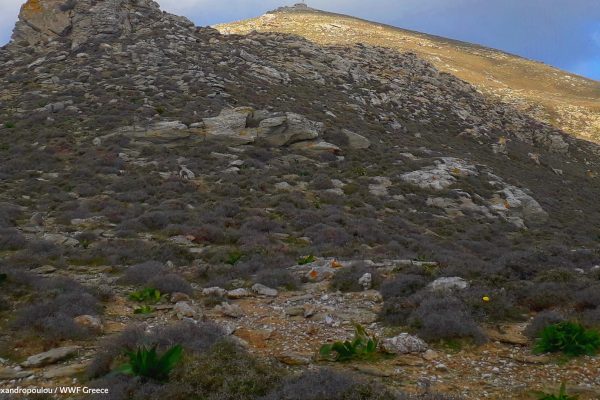 Ανάγλυφο κορυφών