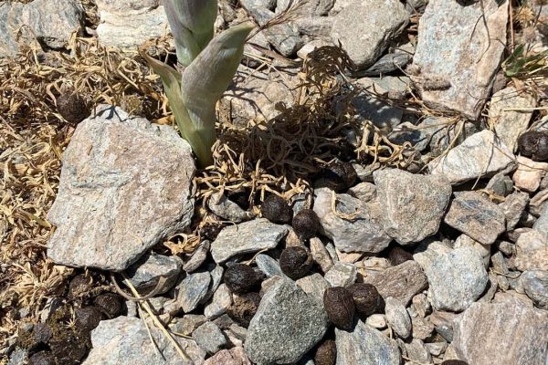 Χλωρίδα & ίχνη πανίδας