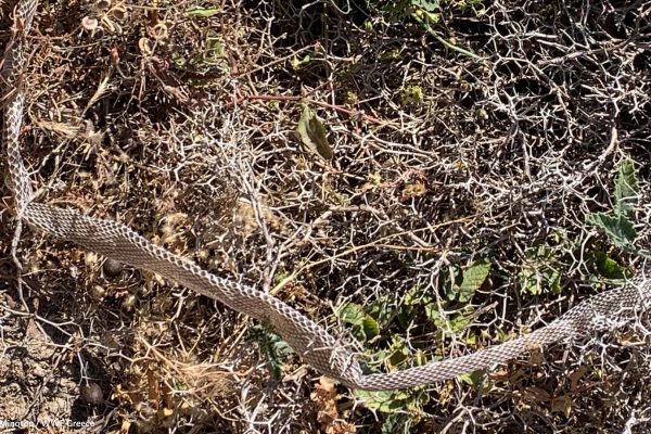 Χλωρίδα & ίχνη πανίδας