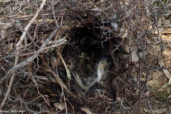 Ίχνη πανίδας της Γυάρου
