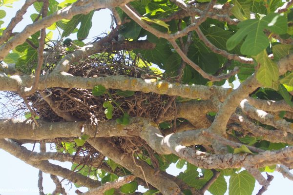 Ίχνη πανίδας της Γυάρου