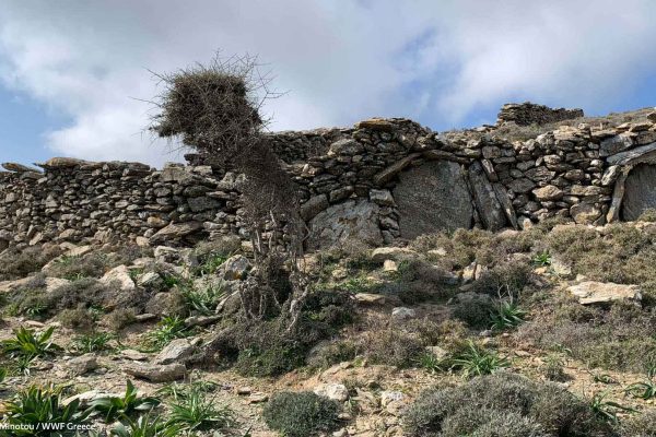 Ξερολιθιές και χλωρίδα στο μονοπάτι της πηγής