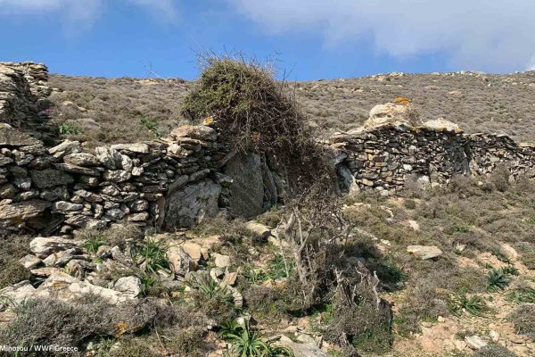 Ξερολιθιές και χλωρίδα στο μονοπάτι της πηγής