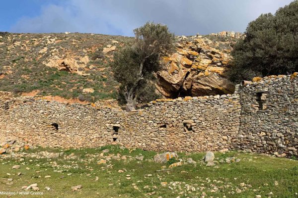 Η βλάστηση στα ερείπια του παλαιού οικισμού