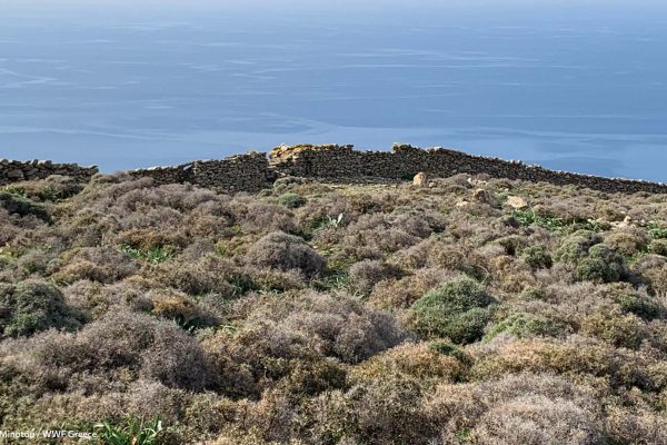 Ξερολιθιά και η βλάστηση την άνοιξη