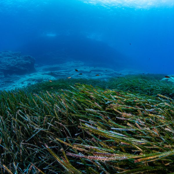 Τα λιβάδια Ποσειδωνίας, ένα ακόμα ζωογόνο σημάδι της Γυάρου (Πηγή: Γ. Ίσσαρης)