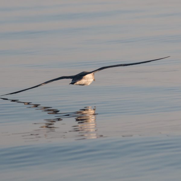 Μύχος (Πηγή: Χ. Παπαδάς/WWF Ελλάς)