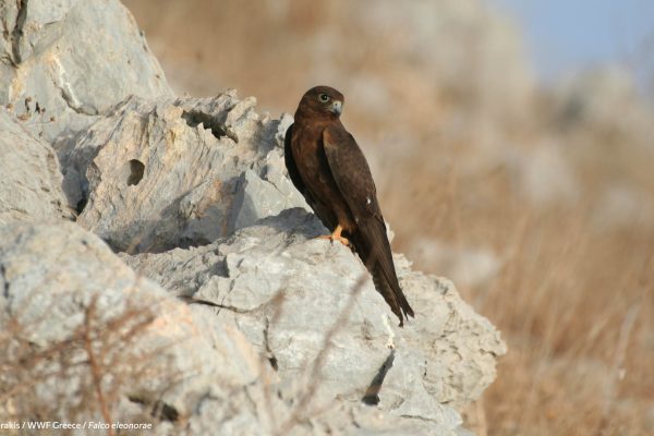 WWF photos several 40