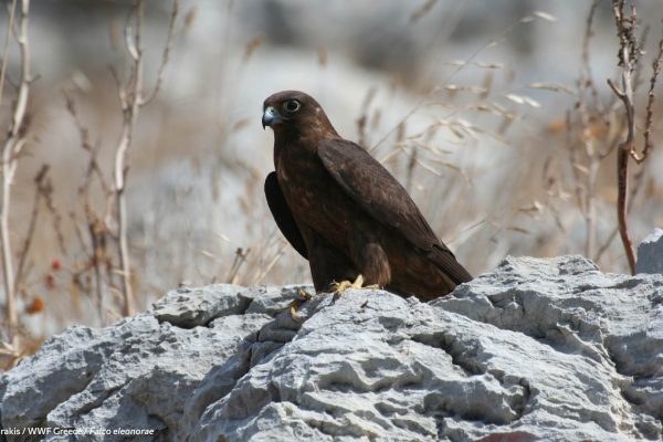 WWF photos several 42