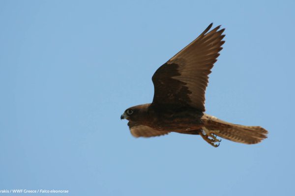 WWF photos several 44