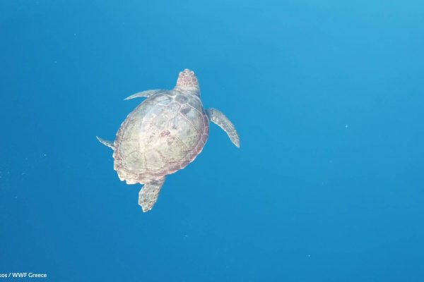 WWF photos several Zamplakos