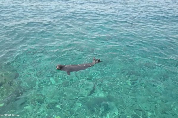 WWF photos several Zamplakos2