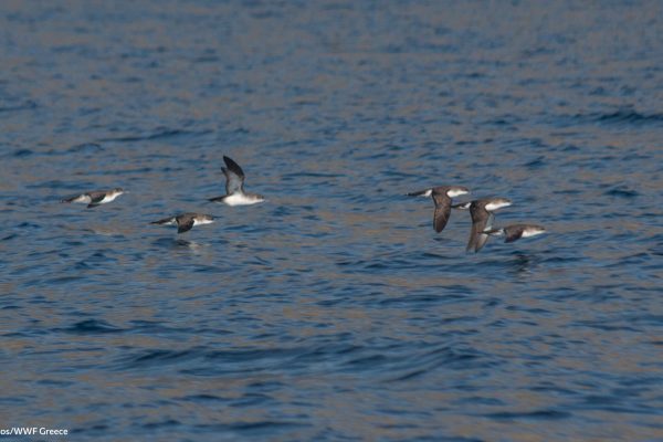 WWF photos several bird 1