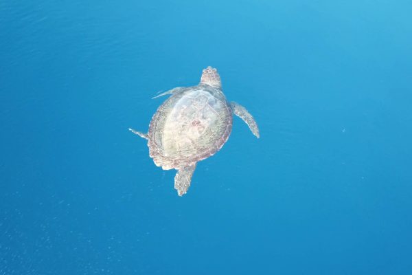 WWF photos several10