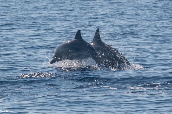 WWF photos several14