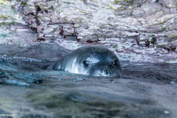 WWF photos several17