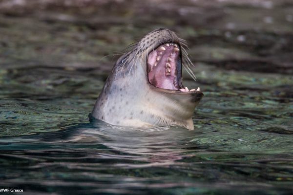 WWF photos several19