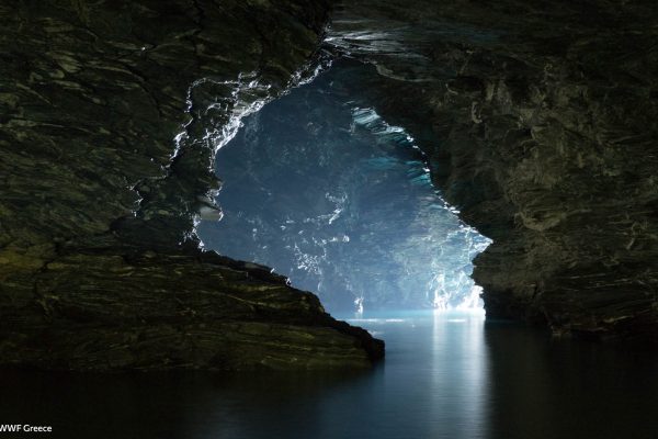 WWF photos several20