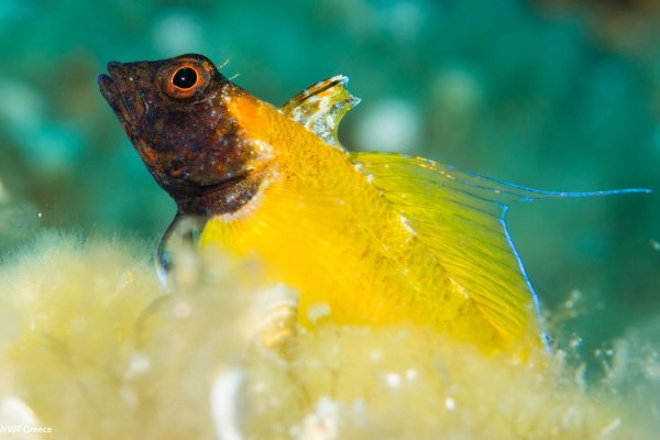 WWF photos several21