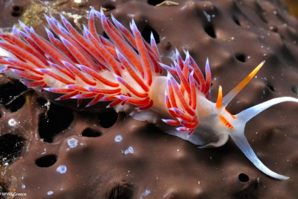 WWF photos several23