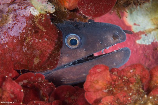 WWF photos several25