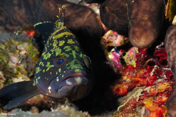 WWF photos several27