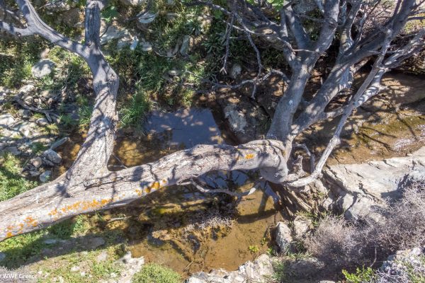 Νερό, κορμός και βλάστηση