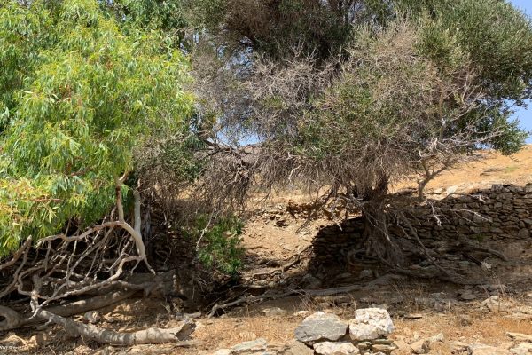 Βιβλιοθήκη Eρείπια10